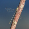 IMG_1845 Chalcolestes viridis